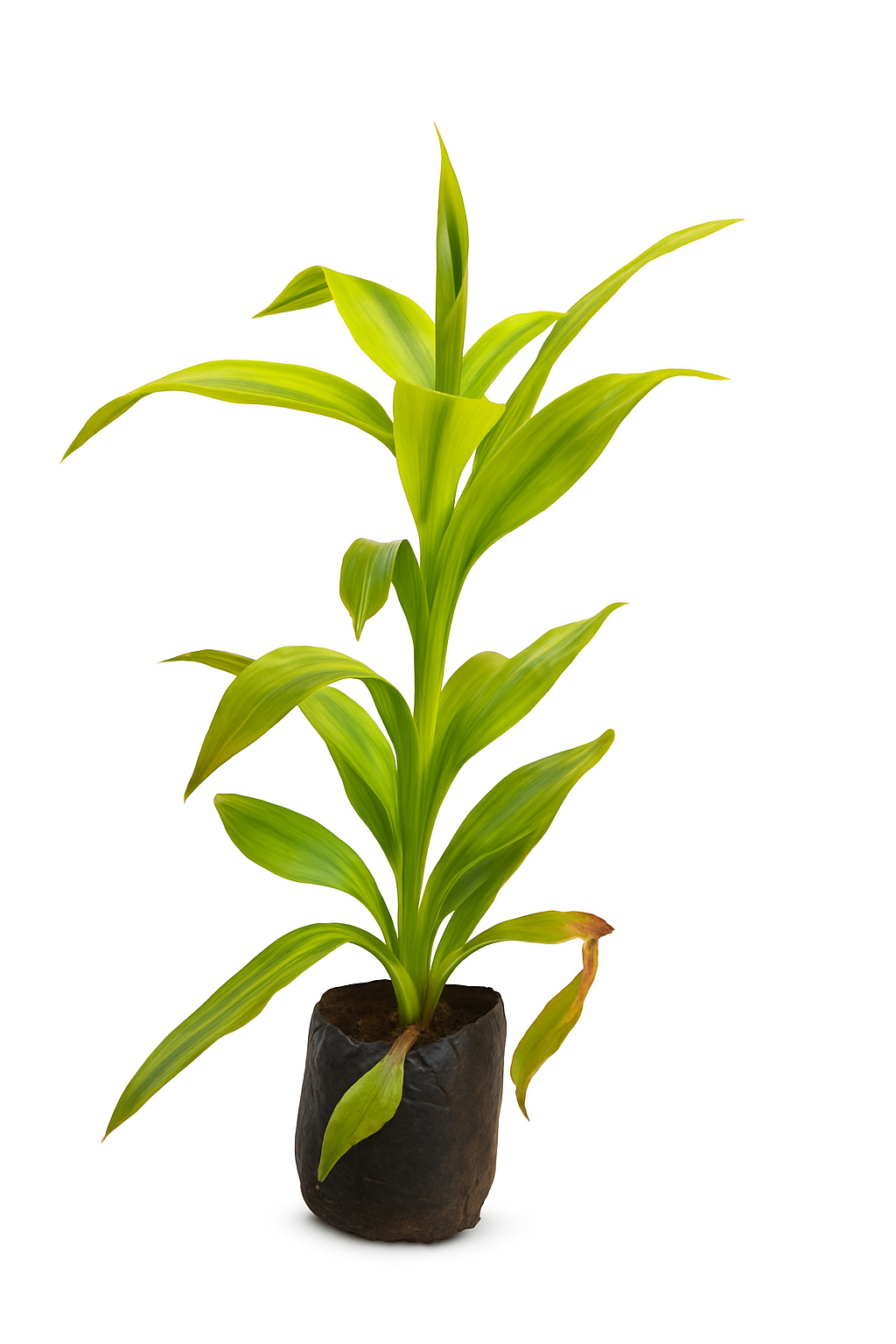 Jaevik Croton Plant – The Colorful Beauty for Your Home