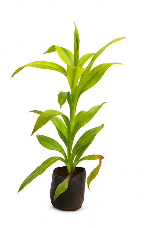 Jaevik Croton Plant – The Colorful Beauty for Your Home