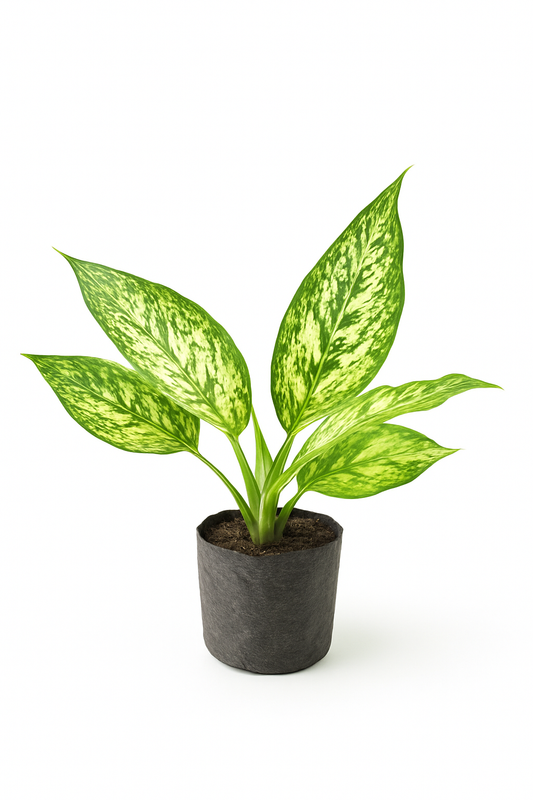 Discover the Benefits of the Aglaonema Green & White Plant