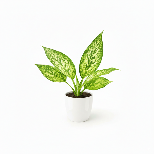 Jaevik Aglaonema Green & White – Air Purifying Indoor Plant