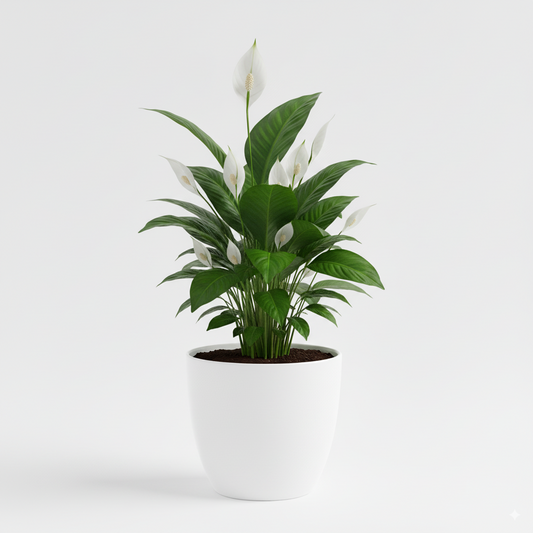 Jaevik Peace Lily Plant - Elegant Indoor Air Purifier